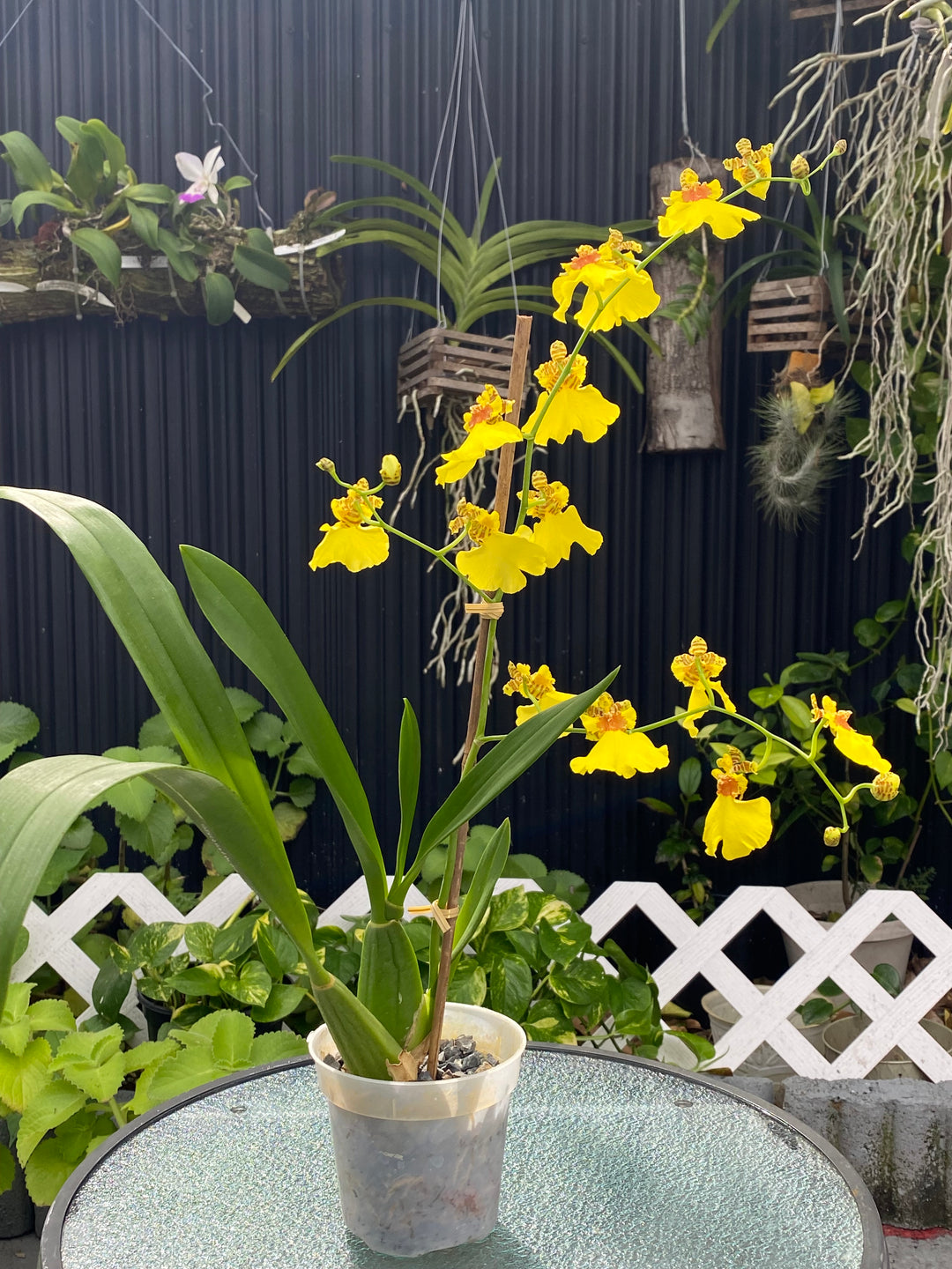 Oncidium Orchids
