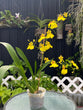 Dancing Lady Orchid "Yellow Oncidium"