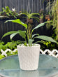 Peace Lily "Spathiphyllum"