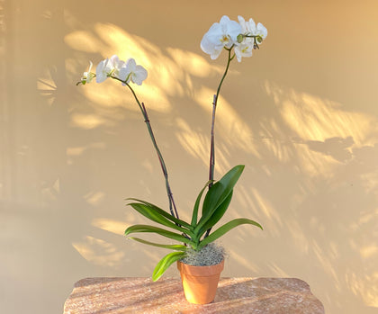 Double Stemmed Phalaenopsis