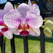 Purple Tiger Novelty Orchid